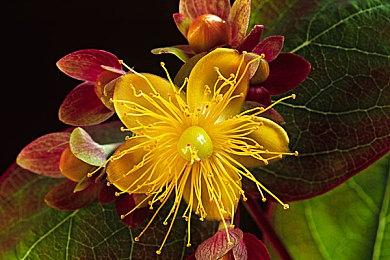 线上零售商Play-Asia上架《浪漫沙加开拓者2》